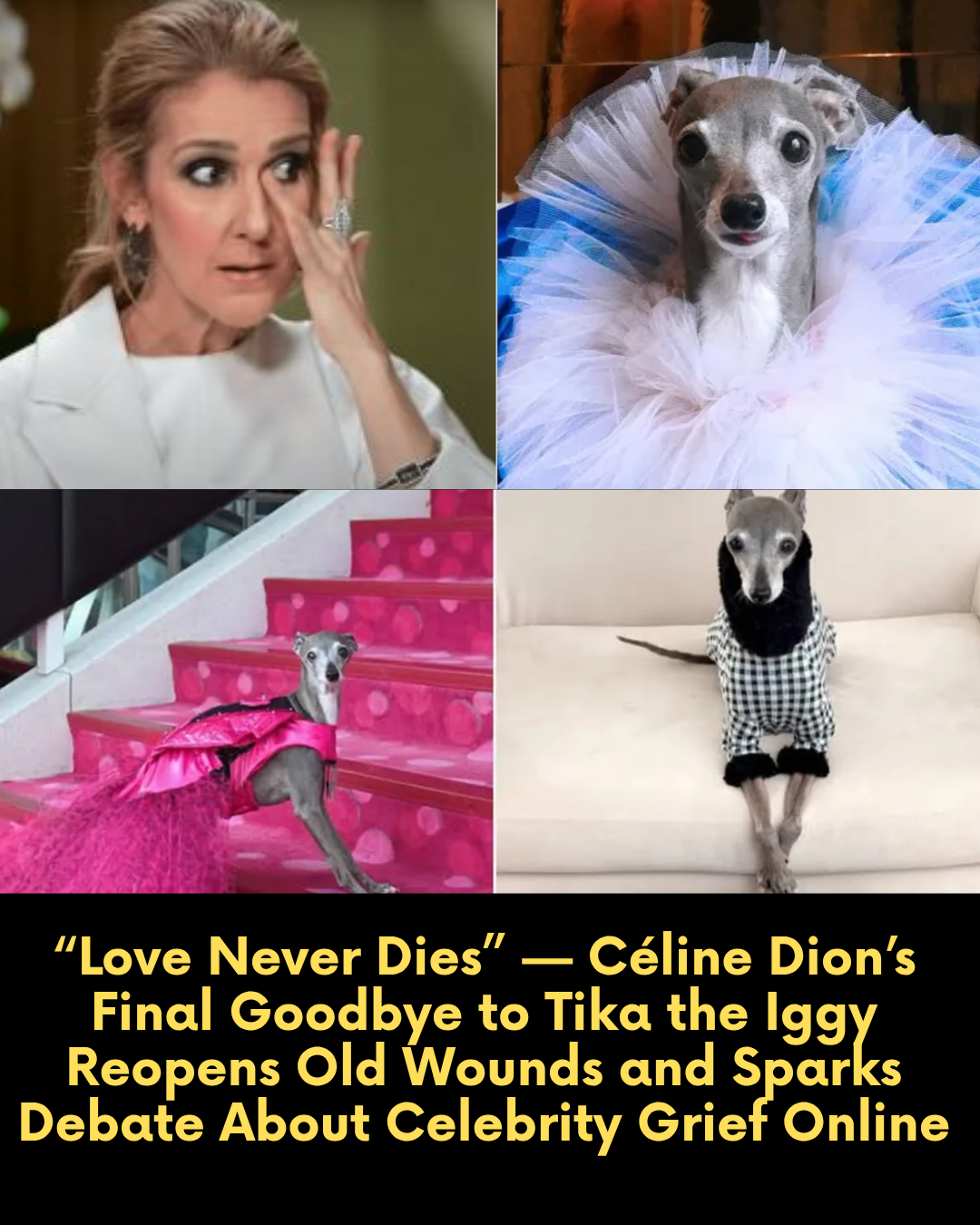 “Love Never Dies” — Céline Dion’s Final Goodbye to Tika the Iggy Reopens Old Wounds and Sparks Debate About Celebrity Grief Online