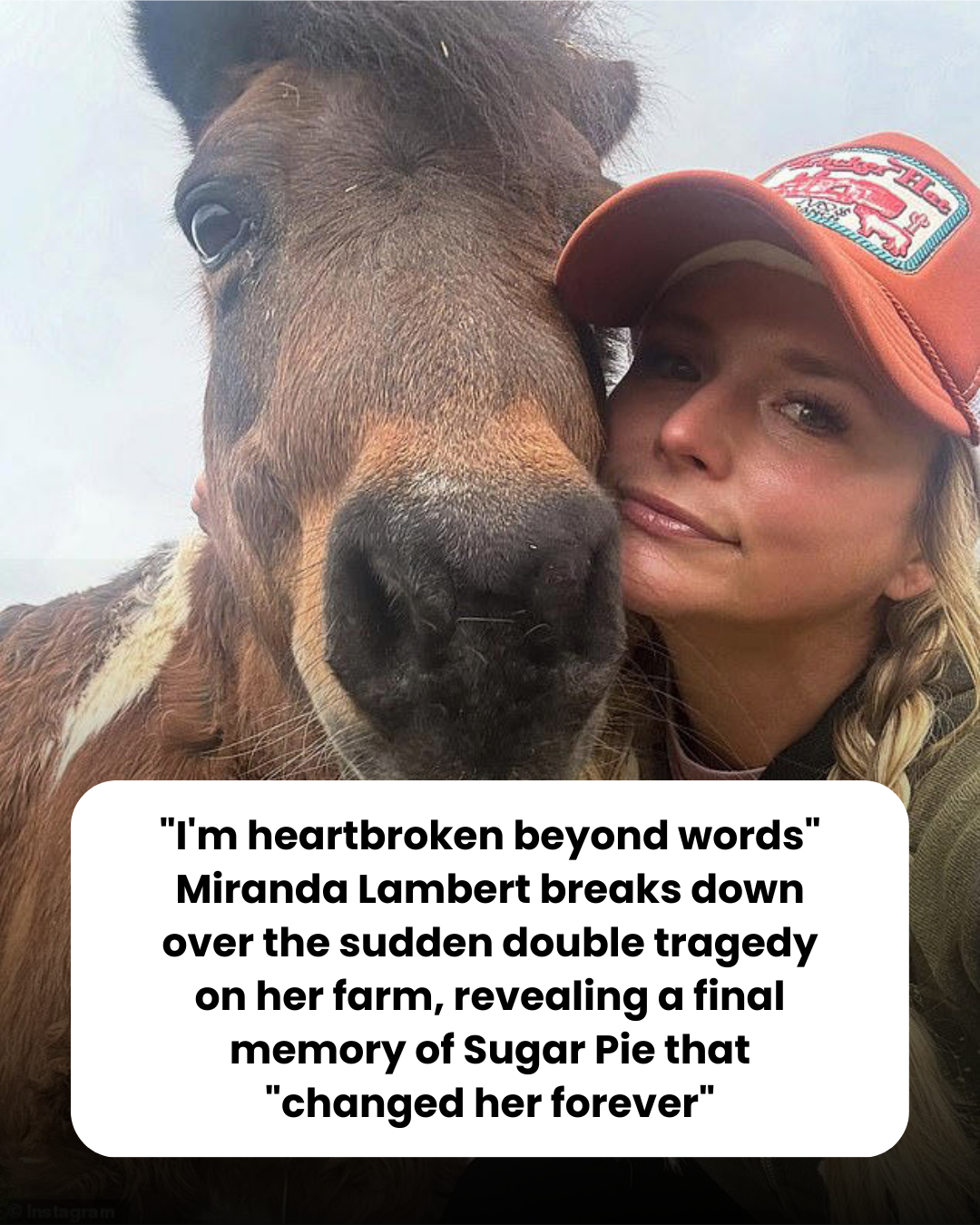 “I’m heartbroken beyond words.” Miranda Lambert breaks down over the sudden double tragedy on her farm, revealing a final memory of Sugar Pie that “changed her forever.”
