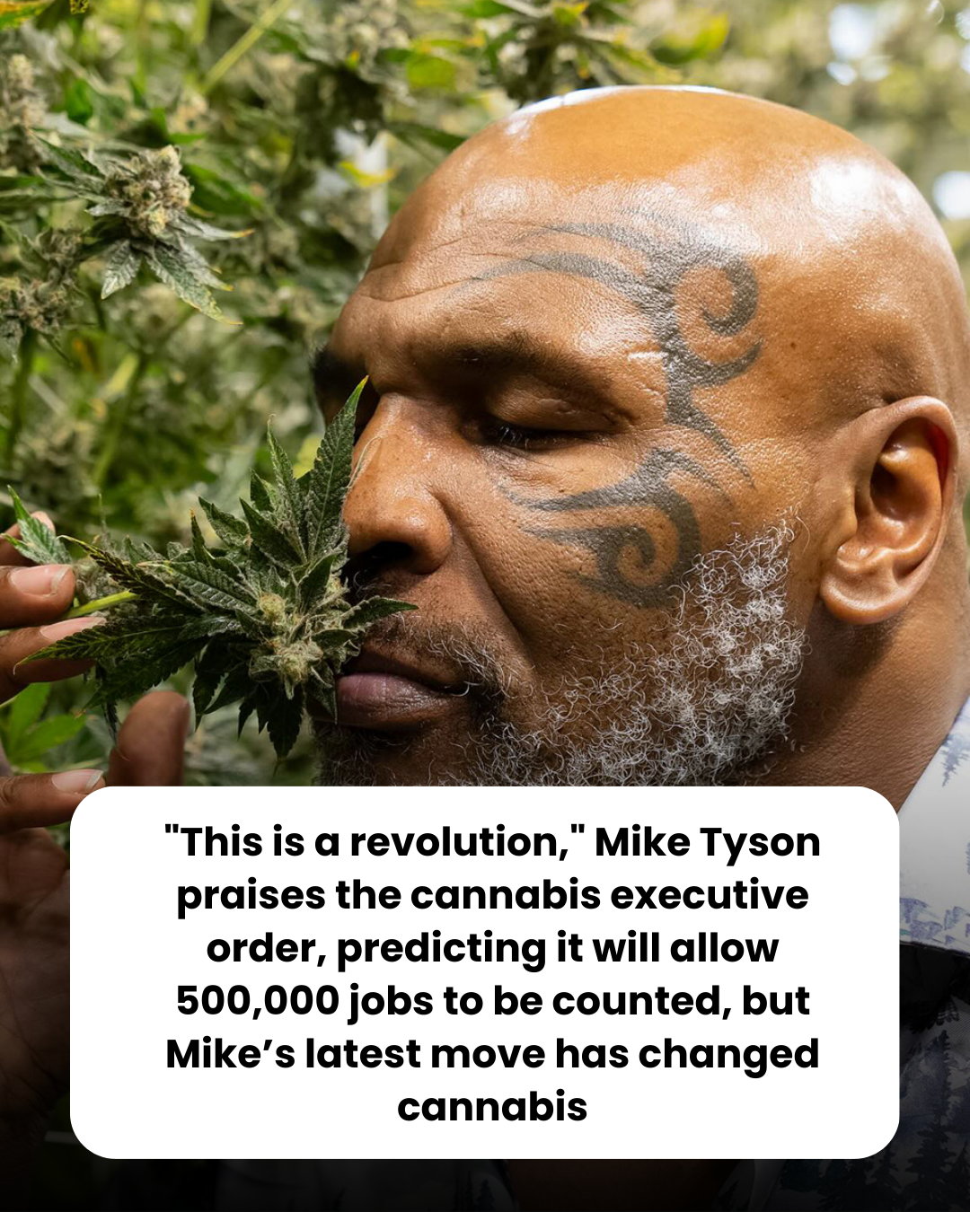 “This is a revolution,” Mike Tyson praises the cannabis executive order, predicting it will allow 500,000 jobs to be counted, but Mike’s latest move has changed cannabis